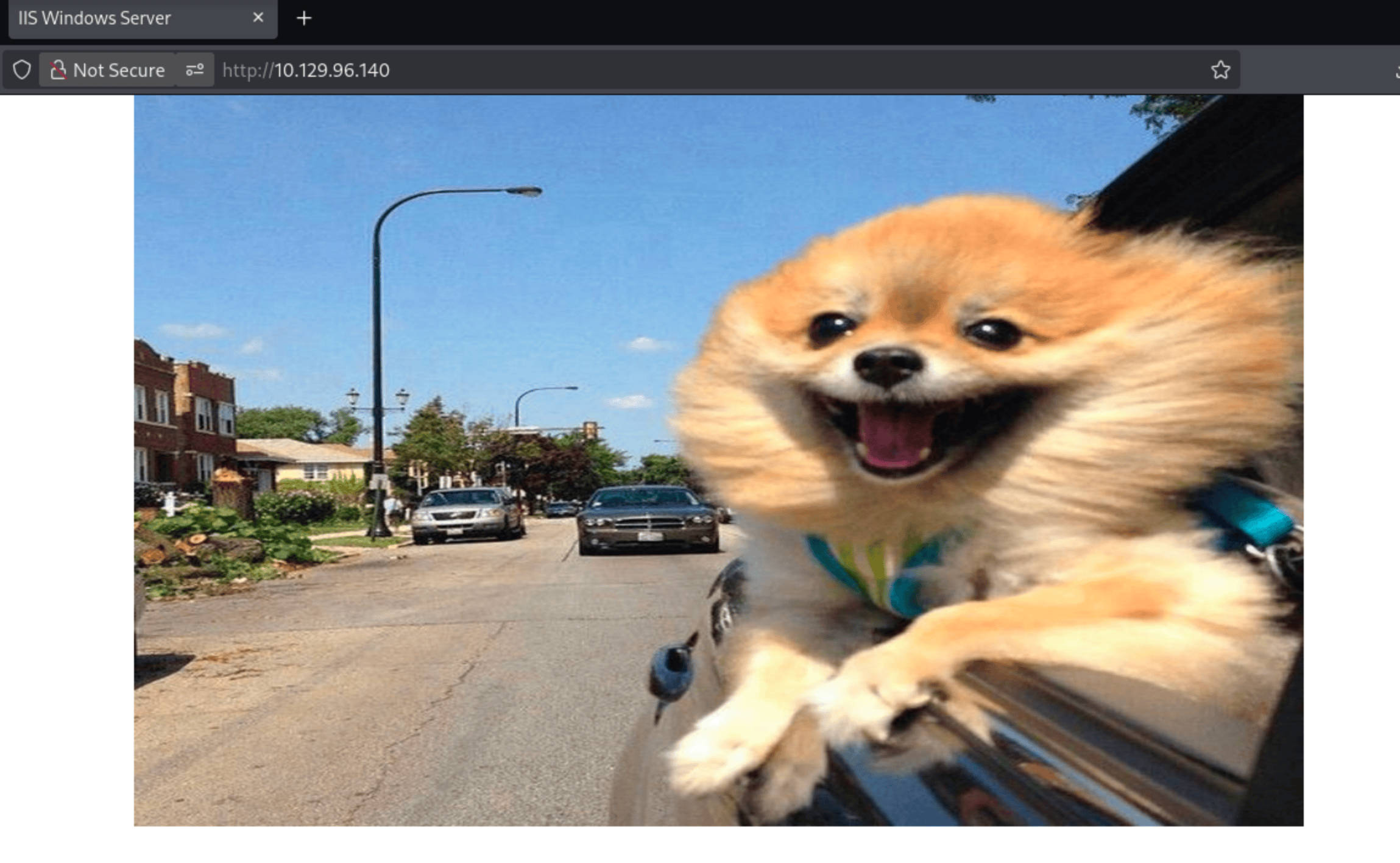 IIS default page showing a happy dog hanging out a car window
